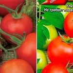 Описание томата Северная малютка, его выращивание, отзывы огородников
