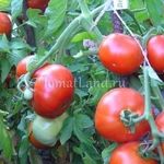 Подробное описание и характеристика сорта томата Дубрава