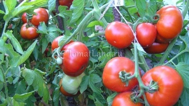 Подробное описание и характеристика сорта томата Дубрава