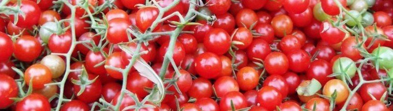 Сорт помидор рапунцель