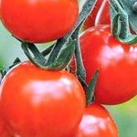Прекрасные «малыши» с универсальным применением — томат Спрут черри