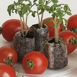 Семена томатов для теплицы