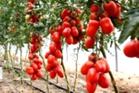 Сорт помидоров жемчужина сибири