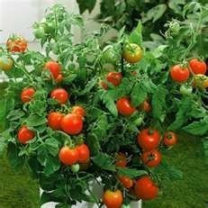 Детерминантные помидоры томаты