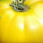 Томат Гигант лимонный: характеристика и описание сорта, урожайность с фото
