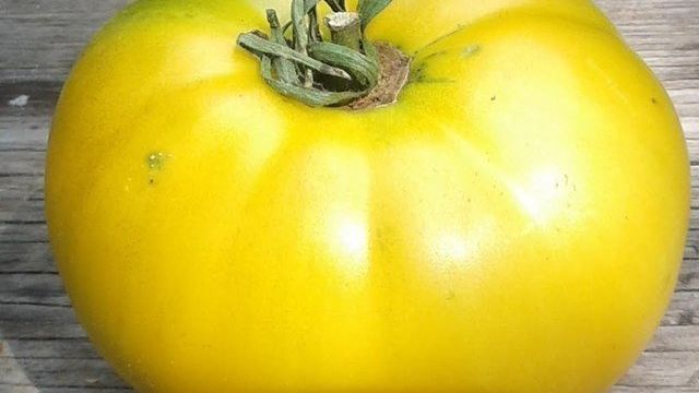 Томат Лимонный Гигант: описание сорта, отзывы, урожайность, фото