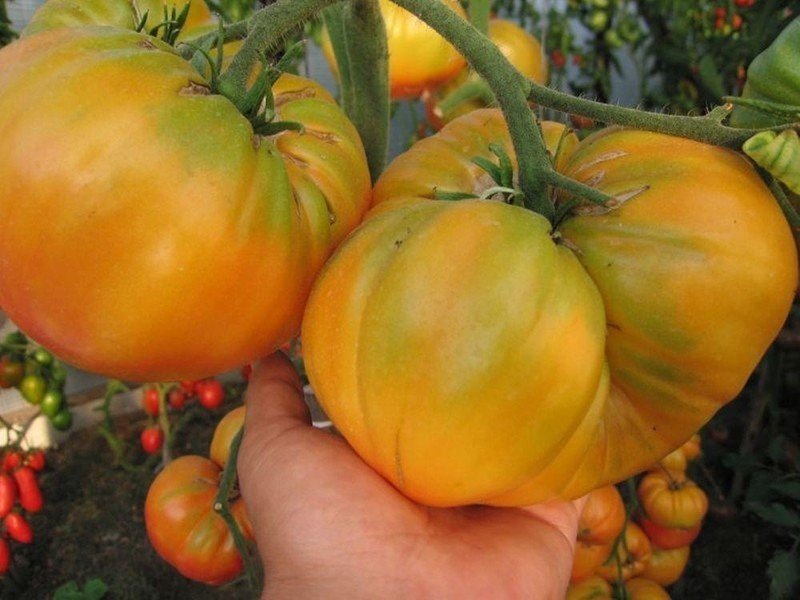 Сорт бельмонте помидоры
