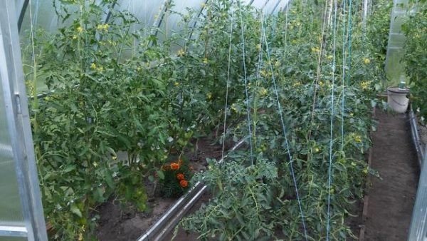 Подвязывание томатов в теплице