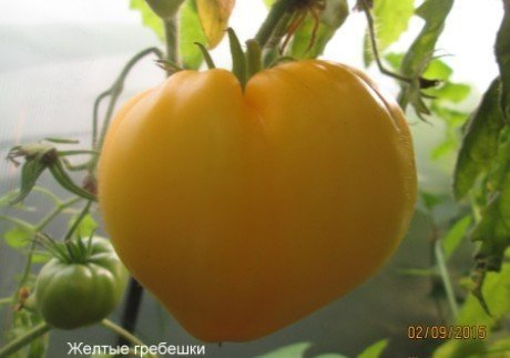 Сорт томата желтые гребешки