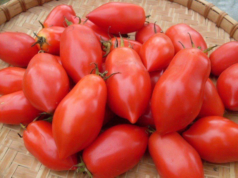 Семена томат кенигсберг