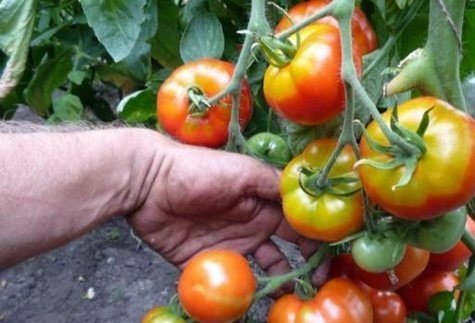 Семена томат лабрадор