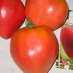 Томат мазарини (55 фото): характеристика и описание сорта, кто сажал помидоры, отзывы, видео