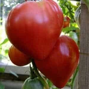 Сорт помидор бычье сердце