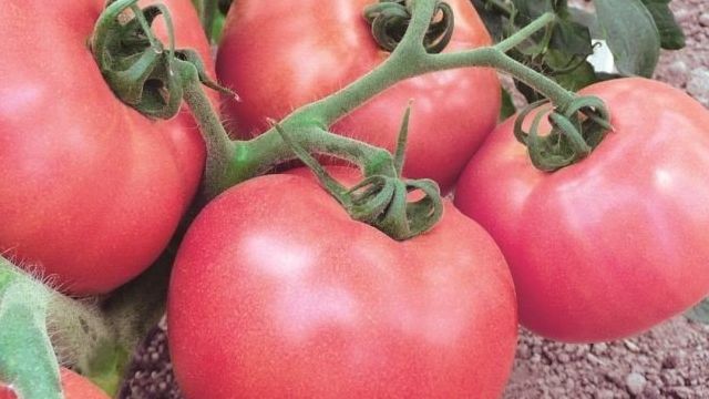 Характеристика томат «Пинк уникум f1»
