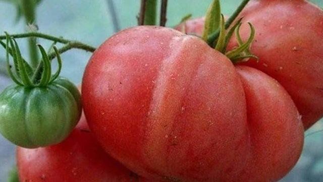 О томате Розовый гигант: описание и характеристики сорта, выращивание