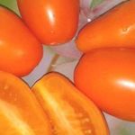 Томат «Золотая рыбка» описание сорта и фото вкусных помидорок
