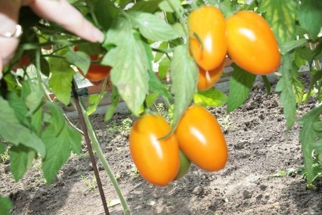 Русский огород томат де барао оранжевый