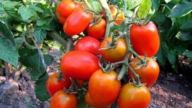 Томат Аделина: характеристика и описание сорта, фото и отзывы об урожайности тех кто сажал помидоры