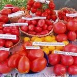 Выращиваем высокоурожайный томат «Ожаровский малиновый»