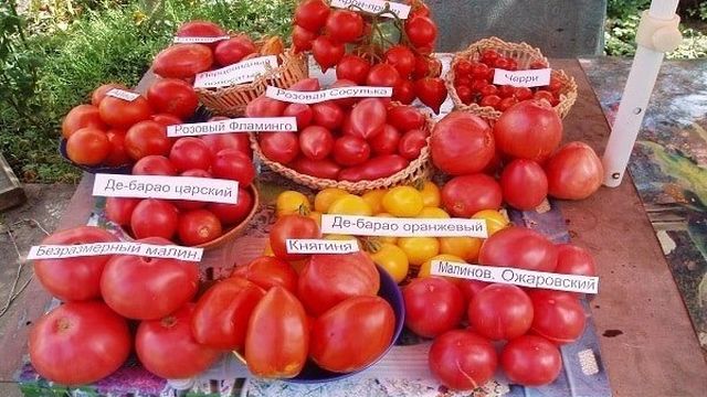 Индетерминантный сорт томата «Ожаровский малиновый»: фото, отзывы, описание, характеристика, урожайность