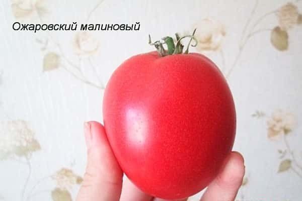 Сорт помидора ожаровский малиновый
