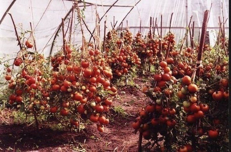 Низкорослые помидоры