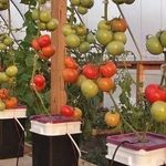 Японский метод выращивания томатов