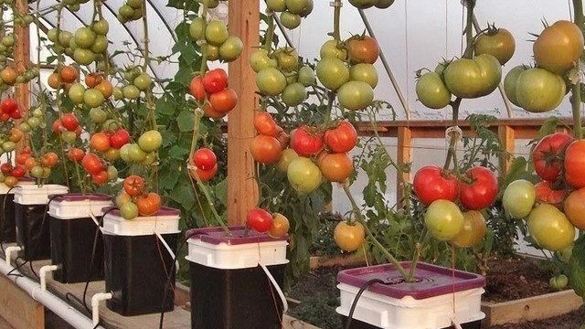 Японский метод выращивания томатов