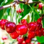 Болезни вишни: описание и способы лечения