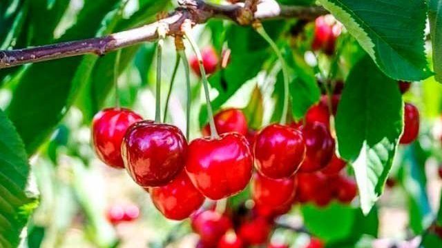 Болезни вишни: описание и способы лечения