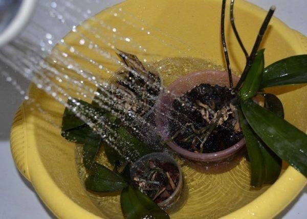 Орхидея фаленопсис в домашних условиях