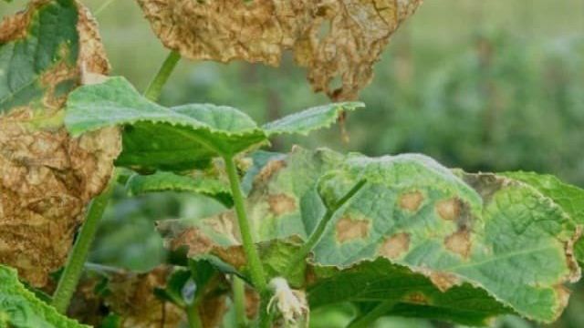 Как бороться с фузариозом огурцов: спасительные советы огородников и проверенные средства
