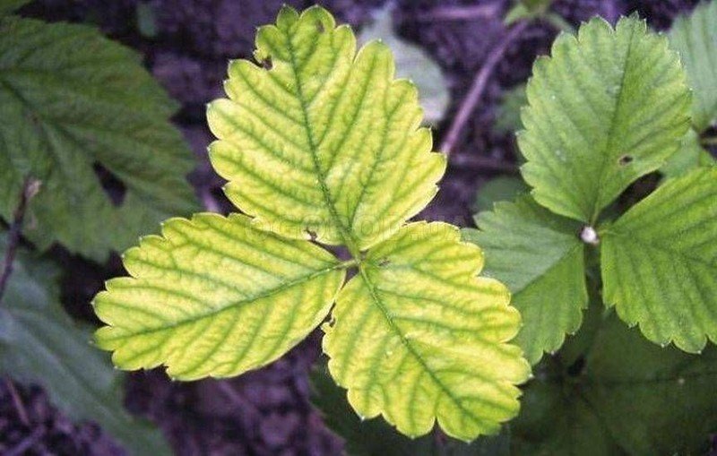 Хлороз листьев клубники