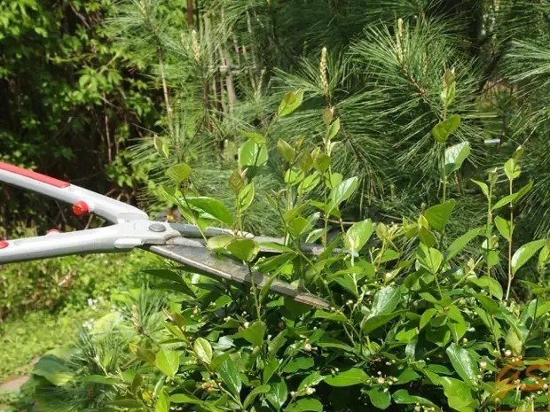 Ножницы для живой изгороди gardena naturecut