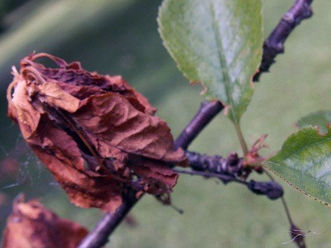 Увядшие листочки на яблоне