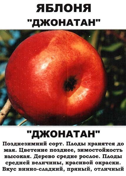Яблоня сорт омский анисик