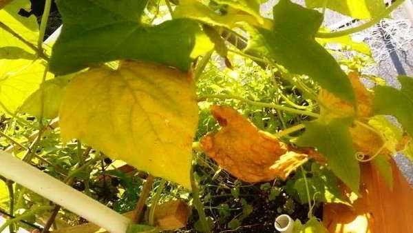 Что делать если желтеют листья у огурцов