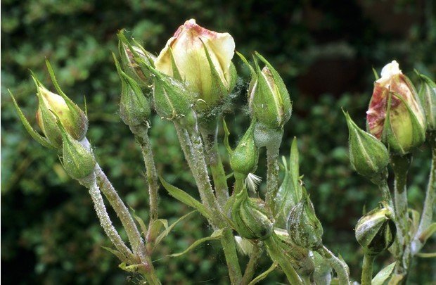 Болезни роз и их лечение