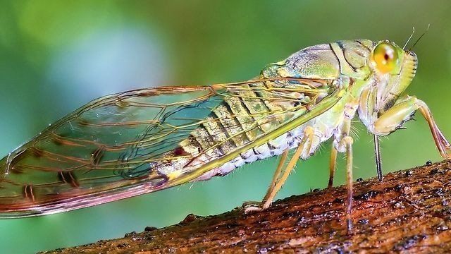 Цикада (фото): искусно поющее насекомое