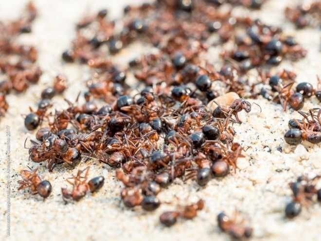 Мертвые муравьи