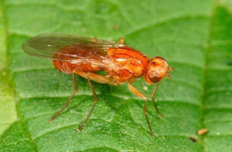 Морковная муха борьба с морковной мухой