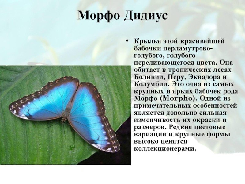 Бабочка морфо дидиус описание