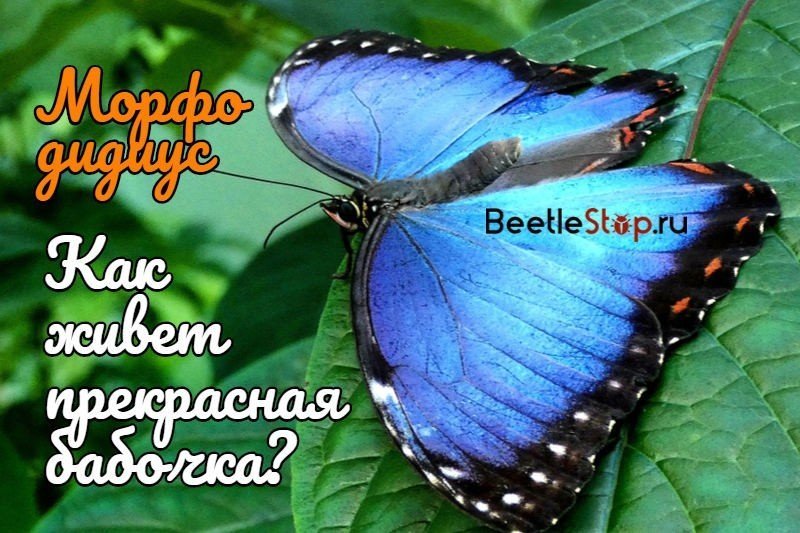 Бабочка морфо пелеида