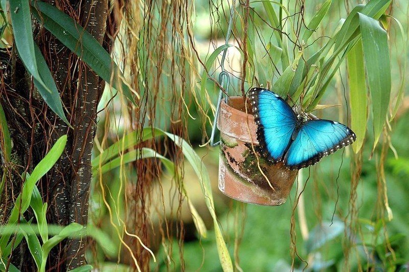 Бабочка тропическая