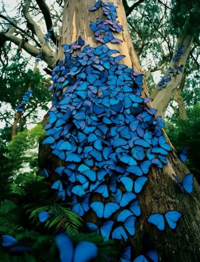Бабочки морфо много на дереве