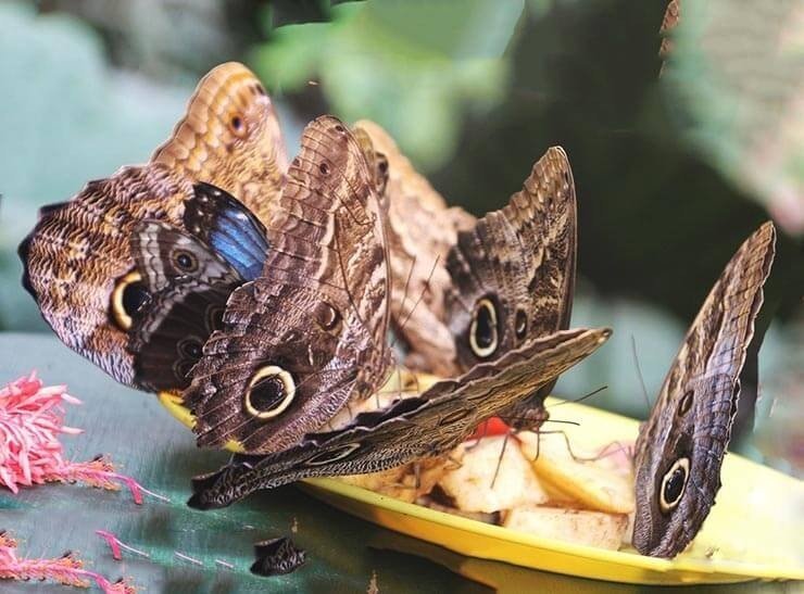Бабочки необычные