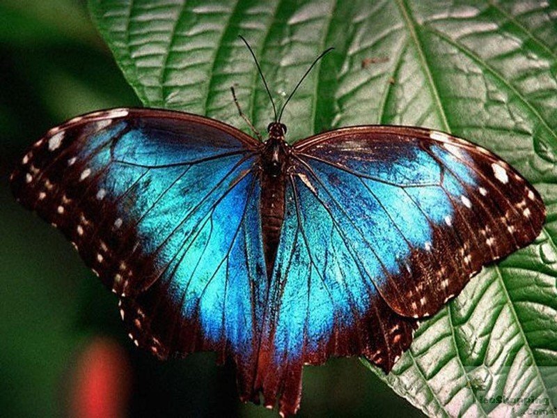 Голубая бабочка геншин