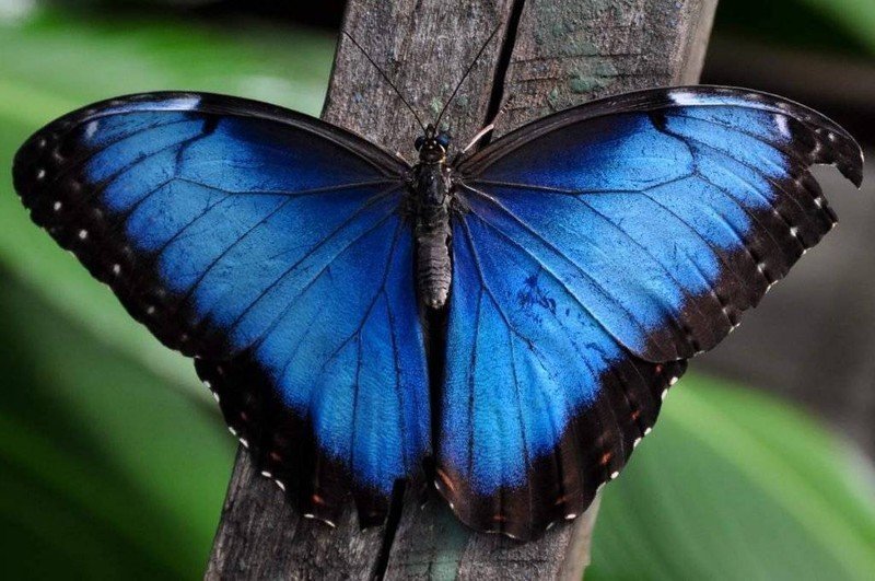 Голубая морфо бабочка кокон