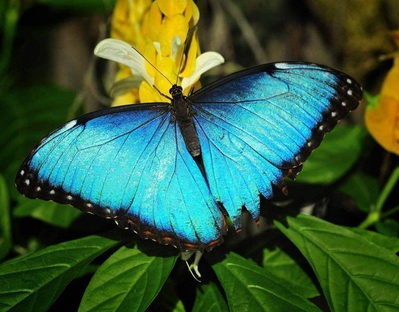 Голубая морфо бабочка