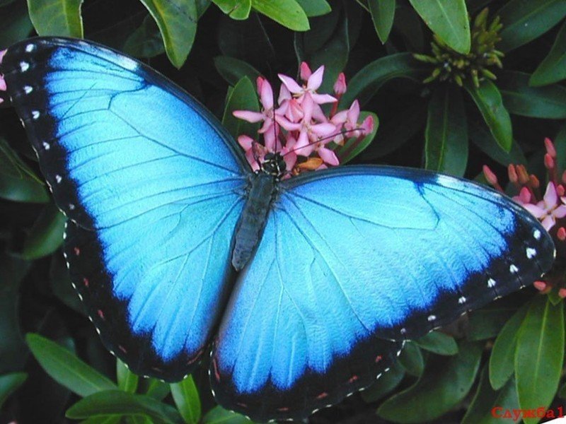 Голубая морфо бабочка